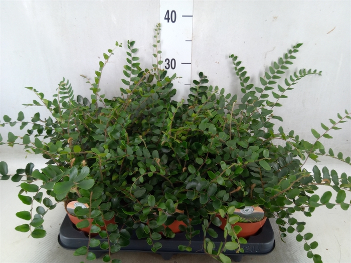 <h4>Pellaea rotundifolia</h4>