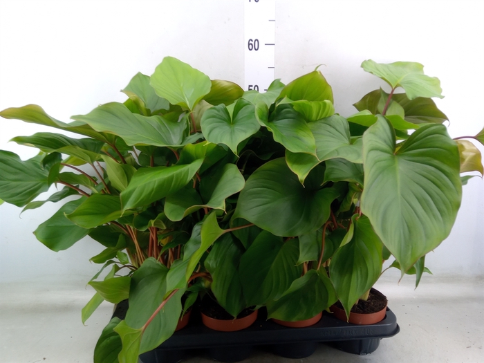 <h4>Homalomena rubescens 'Maggy'</h4>