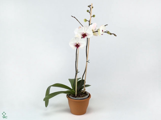 Phalaenopsis Red Lips (3-Spike)