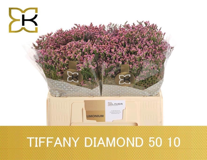 <h4>LIM SIN TIFFANY DIAM</h4>