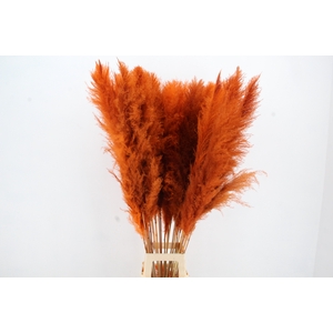 DF Pampas 130cm Orange