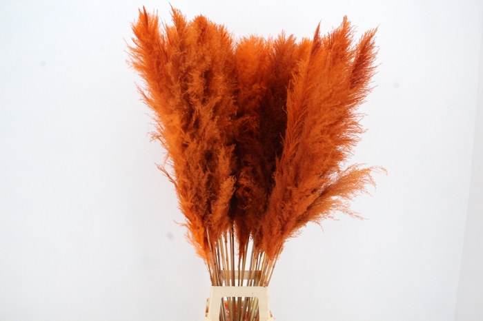 <h4>DF Pampas 130cm Orange</h4>