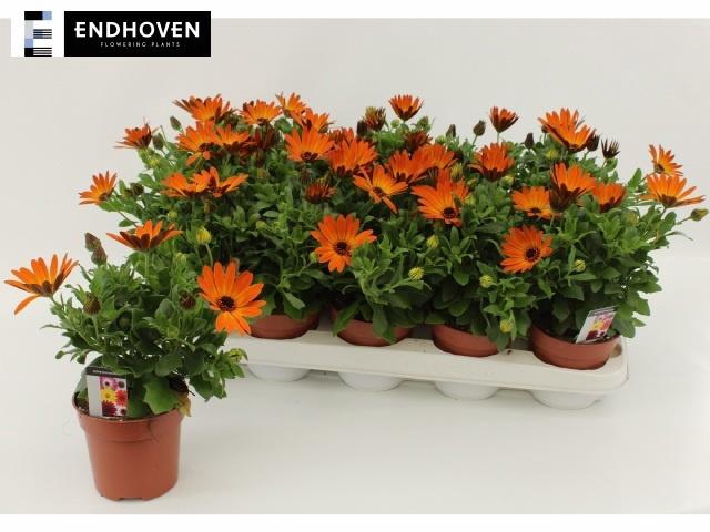 <h4>OSTEO DAL ORANGE</h4>