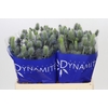 Eryngium Electric Dynamite