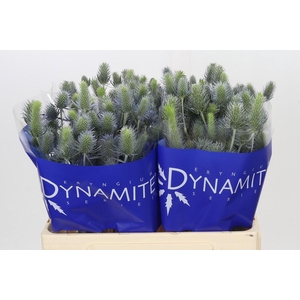 Eryngium Electric Dynamite