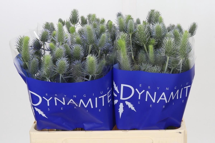 <h4>Eryngium Electric Dynamite</h4>