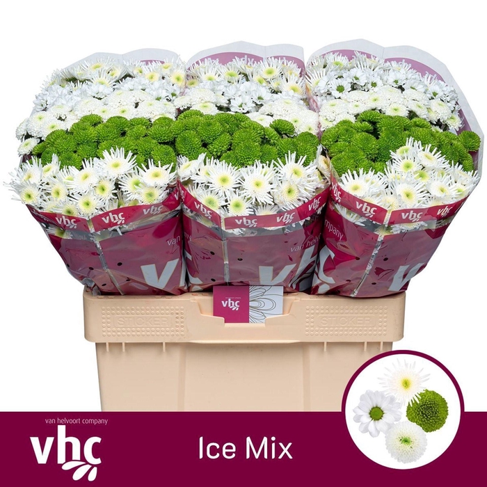 <h4>Chr San Mix</h4>