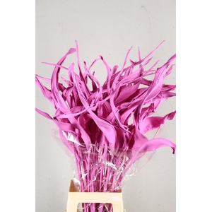 DF Strelitzia Leaf Pink
