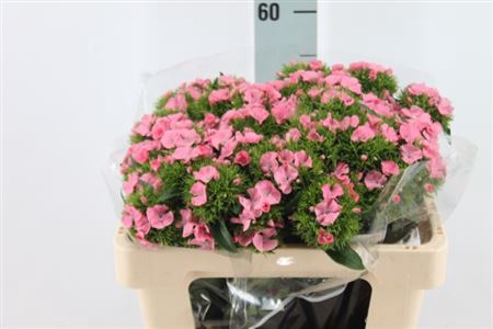 <h4>Di Barb Aldo Pink</h4>
