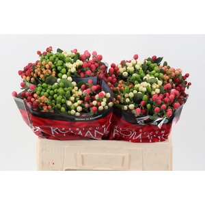 HYP Rom Mix 40cm