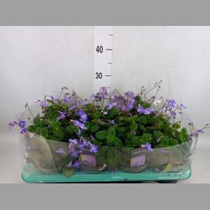 Streptocarpus saxorum