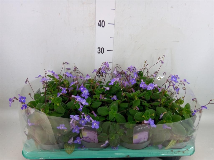 <h4>Streptocarpus saxorum</h4>