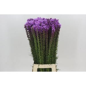 Liatris Spicata