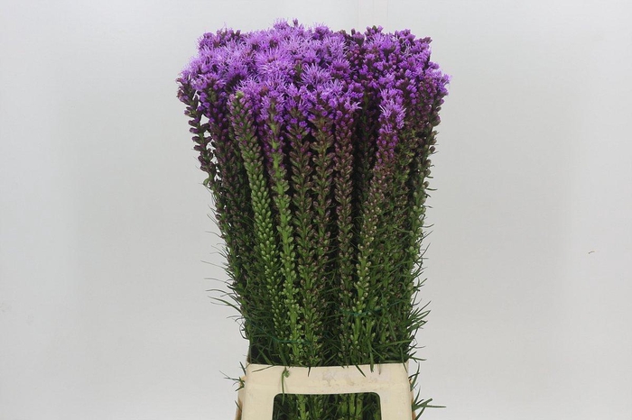 <h4>Liatris Spicata</h4>