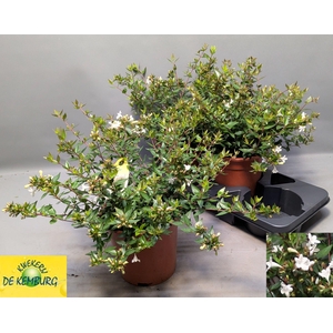 ABEL GRANDIFLORA