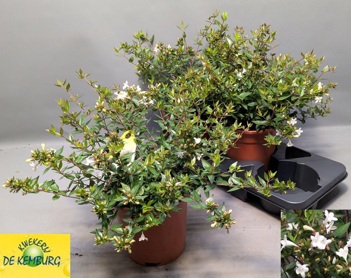 <h4>ABEL GRANDIFLORA</h4>