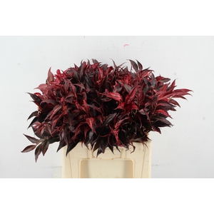 LEUCOTHOE ROOD KLEURBEHANDELD 060CM