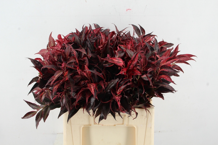 LEUCOTHOE ROOD KLEURBEHANDELD 060CM