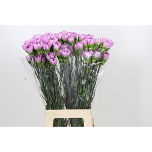 Dianthus St Yukari Scuro