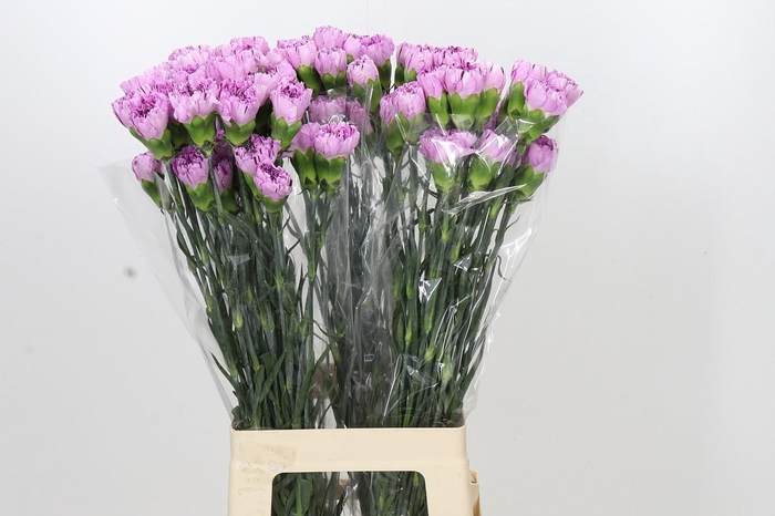 <h4>Dianthus St Yukari Scuro</h4>