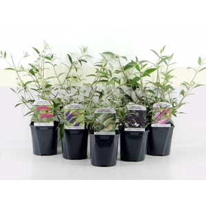 Buddleja