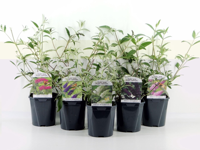 <h4>Buddleja</h4>