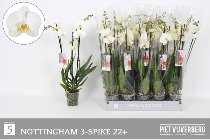 <h4>PHAL AN NOTTINGHAM</h4>