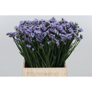 Limonium Donau Birds