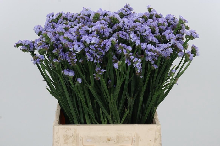 <h4>Limonium Donau Birds</h4>