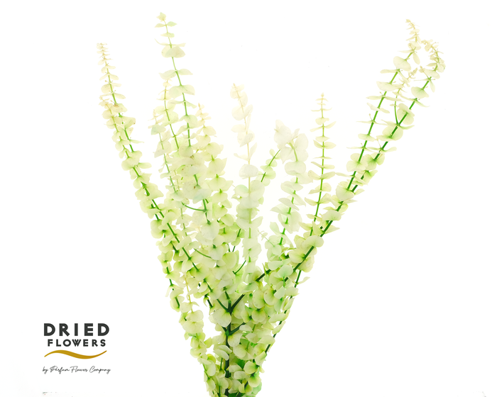 Dried Bleached Eucalyptus Baby Blue Spring