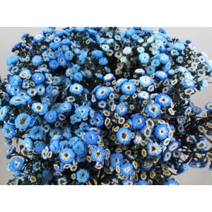 Ast G Blauw