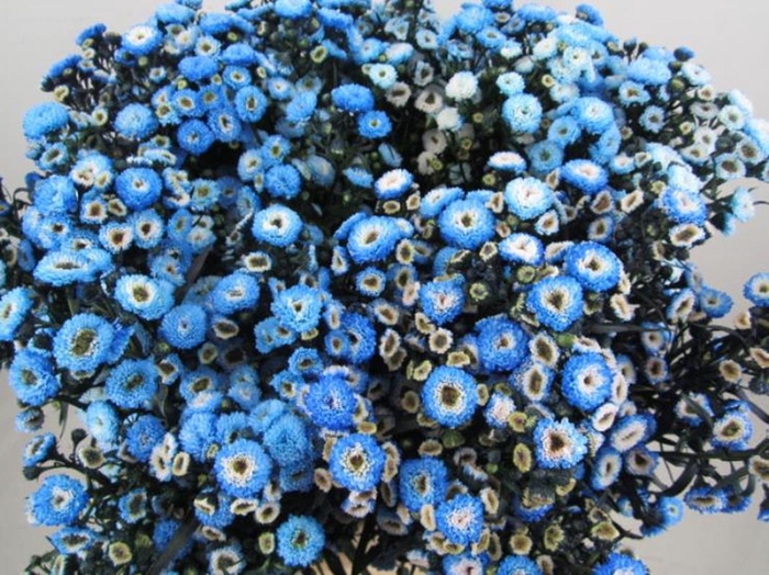 <h4>Ast G Blauw</h4>