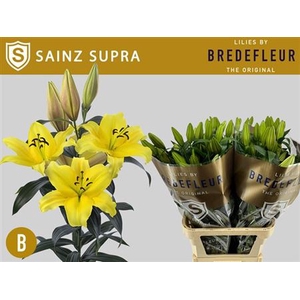 Li Ot Sainz Geel