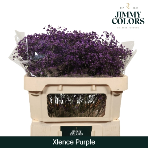 <h4>Gyps Xlence l70 Purple</h4>