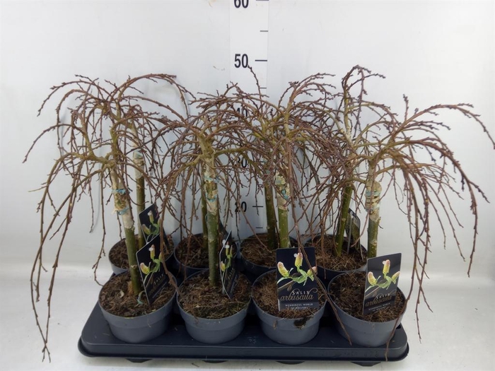 <h4>Salix arbuscula</h4>