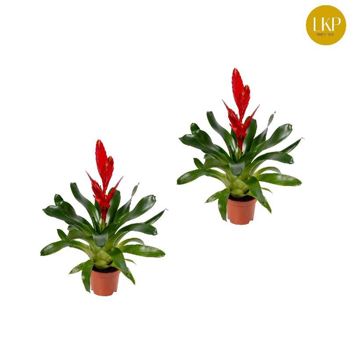 Vriesea rood Twinkle