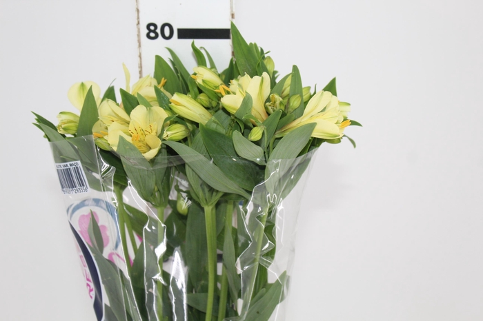 <h4>ALSTROEMERIA MELLOW YELLOW 080 CM</h4>