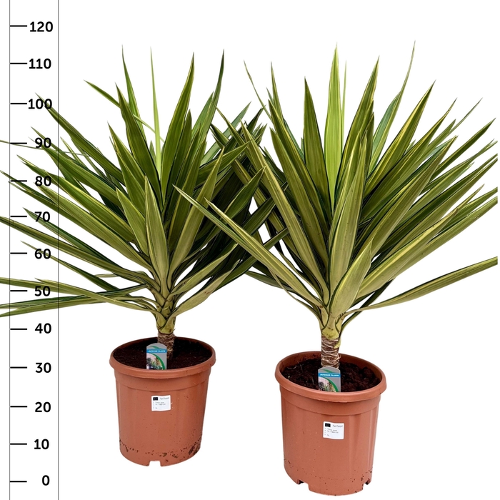 <h4>YUCCA JEWEL</h4>