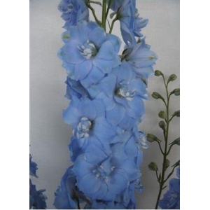 Delphinium do magic fountains skyblue whitebee