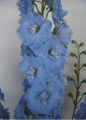 <h4>Delphinium do magic fountains skyblue whitebee</h4>