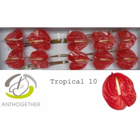 ANTH A TROPICAL 20 15 cm