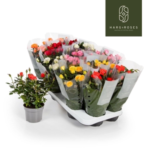 Rosa Kordana gemengd