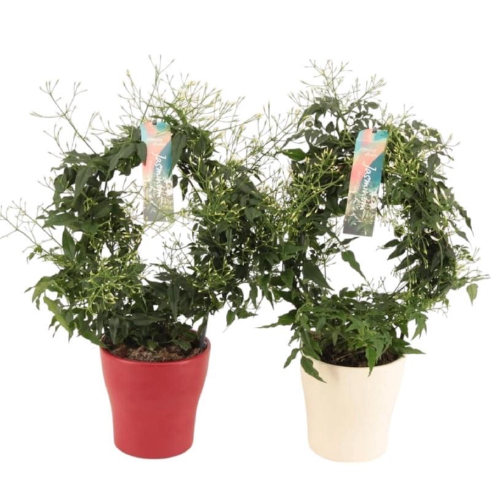 <h4>Jasminum Polyanthum boog JASBGANNAMIX in Keramik Topf</h4>