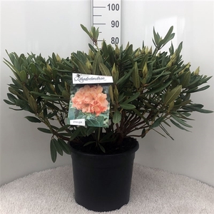 Rhodo. 'Tortois. Orange' orange/salmon