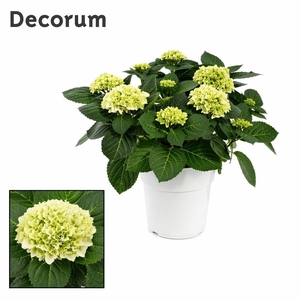 Hydrangea Bol White 10 - 15 kop in gekleurde sierpot (Decorum)