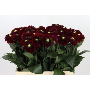 Dahlia Black Fox