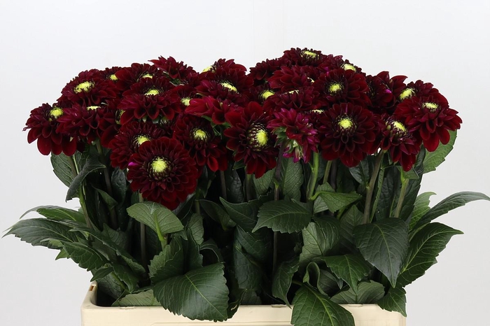 <h4>Dahlia Black Fox</h4>