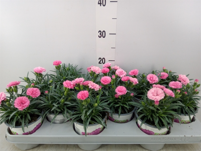 <h4>Dianthus  'I Love U'</h4>