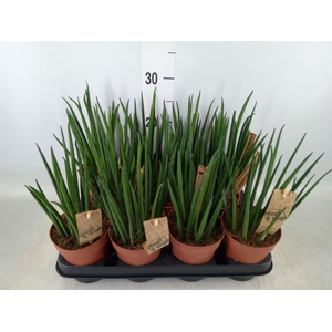 Sansevieria bacularis