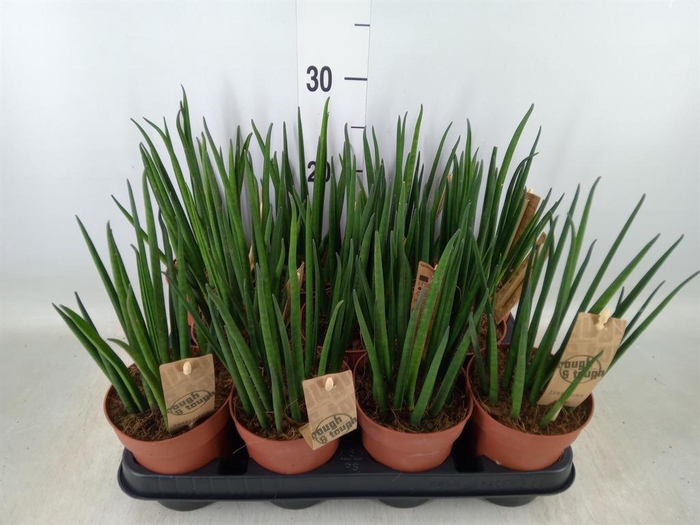 <h4>Sansevieria bacularis</h4>